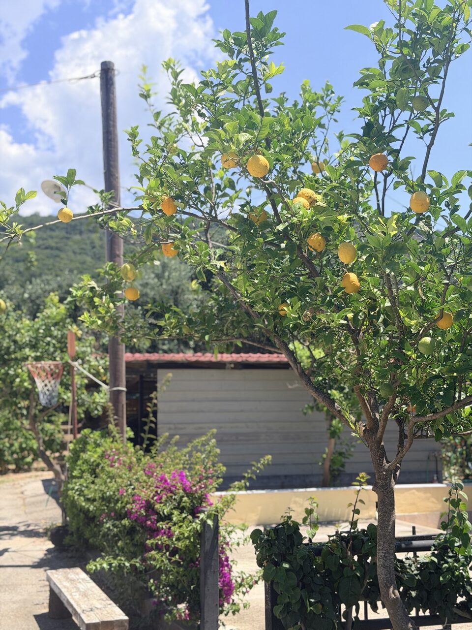 Garden & play